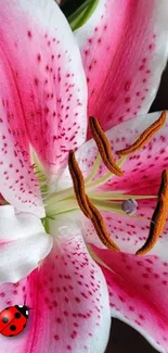 Close-up of a pink lily flower with a ladybug on a petal.