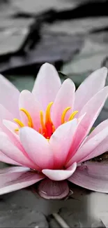 Pink lotus flower with yellow stamens on a serene background.