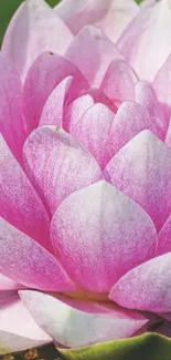 Vibrant pink lotus flower with delicate petals for mobile wallpaper.