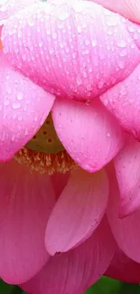 Close-up of a pink lotus blossom with green leaves and dewdrops.