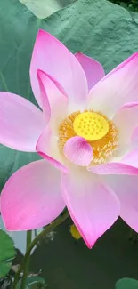 Vibrant pink lotus wallpaper with green leaves.