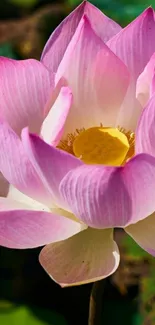 Vibrant pink lotus blossom against green leaves.