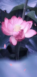 Pink lotus blossom with green leaves