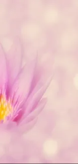 Soft pink lotus flower with yellow center on pastel bokeh background.