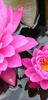 Pink lotus flowers floating on tranquil water.