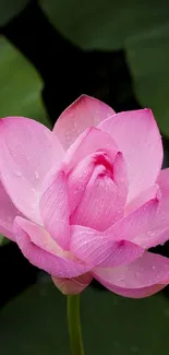 Vibrant pink lotus flower with lush green leaves in the background.