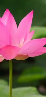 Vibrant pink lotus flower with lush green background.