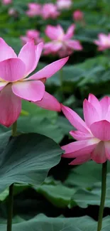 Pink lotus flowers with green leaves in a serene natural setting.