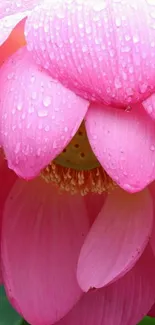 Close-up of pink lotus flower with dewdrops, enhancing nature's beauty.