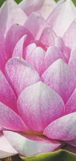 Close-up of a beautiful pink lotus flower on a green background.