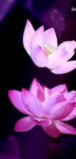 Pink lotus flowers on a dark purple background, perfect for a calming wallpaper.