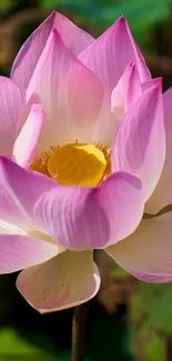 Beautiful pink lotus flower in natural green setting.