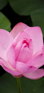 Mobile wallpaper of a pink lotus flower with dewdrops on petals.