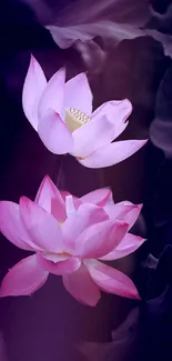 Elegant pink lotus flowers on a dark background for mobile wallpaper.