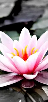 Serene pink lotus flower on calm water wallpaper.