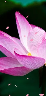 Vibrant pink lotus flower on a dark green background.