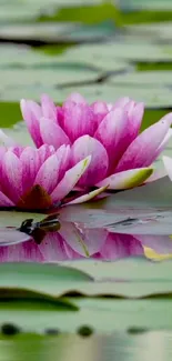 Mobile wallpaper of pink lotus flowers on lily pads reflecting in water.