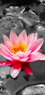 Pink lotus flower on monochrome water surface in a mobile wallpaper design.