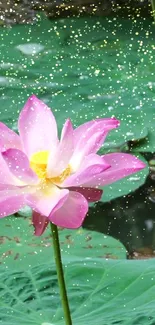 Mobile wallpaper of a pink lotus on a sparkling green pond.