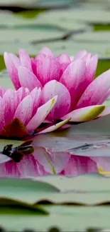 Pink lotus blossoms with water reflection on a serene lily pond.