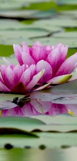 Pink lotus flowers on water with lily pads.