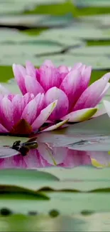 Serene mobile wallpaper of pink lotus flowers with reflections on lily pads.