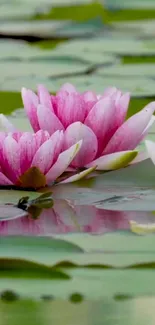 Pink lotus flowers floating on a calm green pond, symbolizing tranquility.