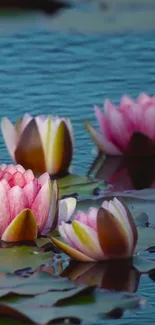 Pink lotus flowers floating gracefully on calm blue water.