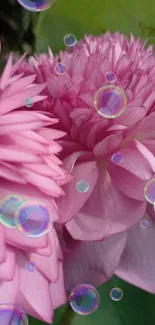 Pink lotus flowers with bubbles on a green background.