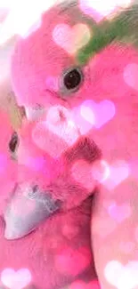 Two vibrant pink lovebirds in a heartwarming embrace.