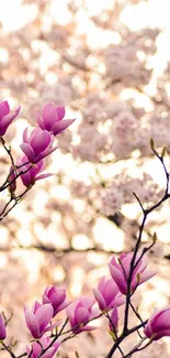 Pink magnolia blossoms on branches with a blurred floral background.