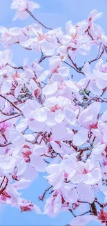 A stunning wallpaper of pink magnolia blossoms against a blue sky.