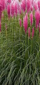 Pink pampas grass against a green backdrop.