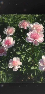 Wallpaper featuring pink peonies in full bloom against a lush green background.