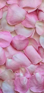 Delicate pink flower petals phone wallpaper.