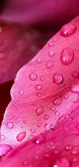 Close-up of pink petal with water droplets wallpaper.