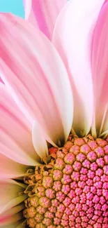 Close-up of a pink flower with soft petals and intricate details.