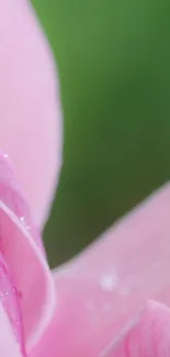 Close-up of pink petals with a soft gradient for mobile wallpaper.