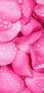 Vibrant pink rose petals with dewdrops wallpaper.