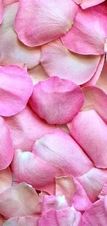 Mobile wallpaper featuring soft pink petals.