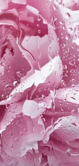 Delicate pink petals with raindrops wallpaper