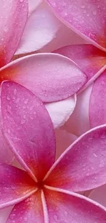 Pink plumeria flowers with dewdrops close-up.