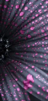 Dark gray flower with pink raindrop details wallpaper.