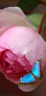 A pink rose with dewdrops and a blue butterfly resting on it.