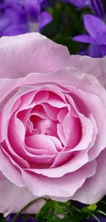 Pink rose centered with vibrant purple flowers.