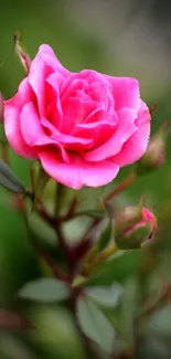 Close-up of vibrant pink rose blossom on green background.