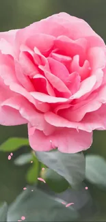 A vibrant pink rose blossom with lush green leaves on a blurred background.