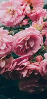 Beautiful pink roses in full bloom, capturing nature's elegance.