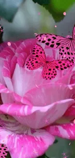 Pink rose with butterflies mobile wallpaper.