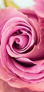 Close-up of a vibrant pink rose with detailed petals and soft hues.